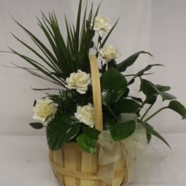 White carnations in a woven basket with dark green foliage and a ribbon bow