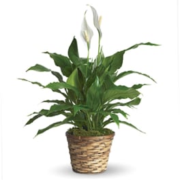 Peace Lily