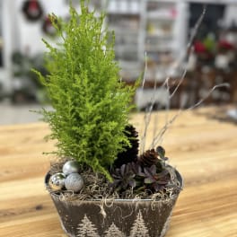Lemon Cypress Holiday Gift Tree by Westford Florist Art by Veny