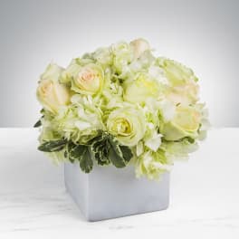 Compact arrangement of ivory roses and hydrangeas in a white cube vase