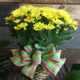 Yellow chrysanthemums in a woven basket with a plaid ribbon