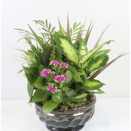 Potted green plant arrangement with small pink flowers in a glass bowl