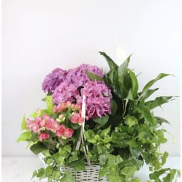 Pink hydrangeas and small pink flowers in a white basket with trailing ivy