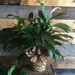 Potted peace lily in a woven basket with a plaid bow