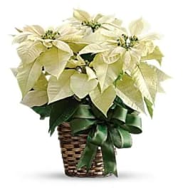 White Poinsettia
