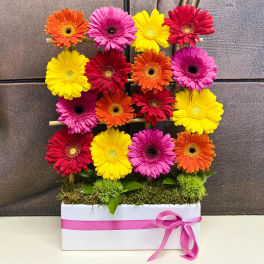 Colorful gerbera daisies arranged in a white box with a pink ribbon