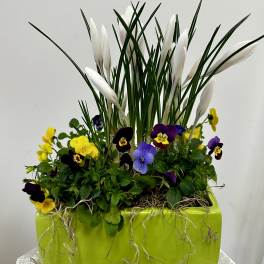 Crocuses and Violets Garden by Westford Florist Art by Veny