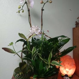 Graceful Orchid Dish Garden