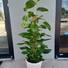 Tall potted green houseplant in a white woven basket planter