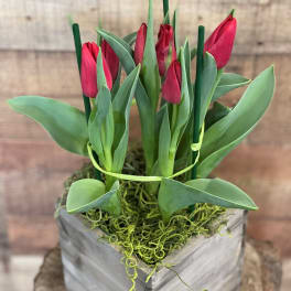 Potted Spring Tulip