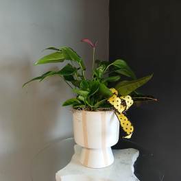 Potted green houseplant mix with a small pink bloom in a white pedestal pot and yellow polka dot ribbon.