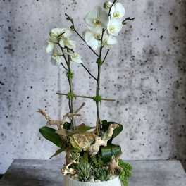White orchids in a white ceramic planter with succulents and driftwood