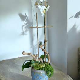 White orchid arrangement in a blue ceramic pot with succulents
