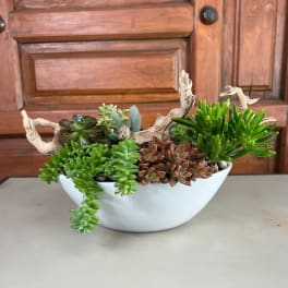 Succulent arrangement in a white bowl with driftwood accents