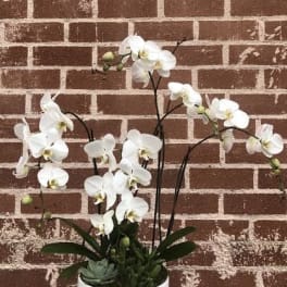 White orchid arrangement in a white pot against a brick wall
