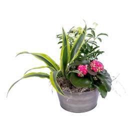 Blooming Plant Dish Garden