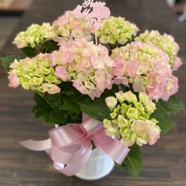 Pink and green hydrangeas in a white vase with a pink ribbon and Mother’s Day topper