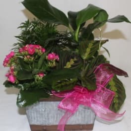 Potted plant arrangement with pink flowers and a bright pink ribbon