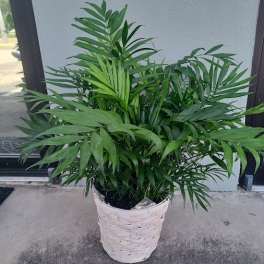Potted green palm plant in a white woven basket