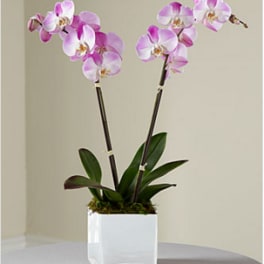 The Double Stem Orchid Planter