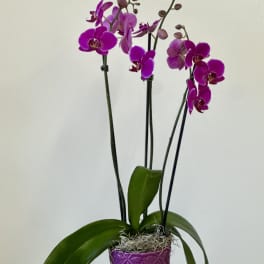 Phalaenopsis Orchids by Westford Florist Art by Veny