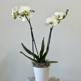 Phalaenopsis Orchid White