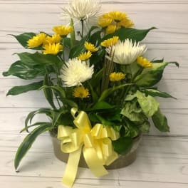 Yellow and white chrysanthemum arrangement in a round box with a yellow ribbon