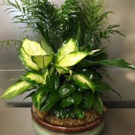 Potted green foliage arrangement in a ceramic bowl