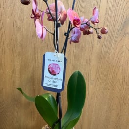 Potted pink phalaenopsis orchid with blooms and broad green leaves