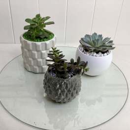 Three small succulent plants in decorative pots on a round glass table.