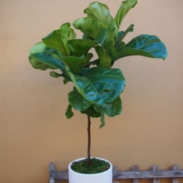 Fiddle Leaf Fig Topiary