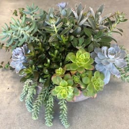 Mixed succulent arrangement in a shallow round planter