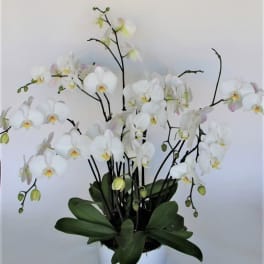 White orchid arrangement in a white pot