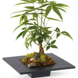 Potted money tree in a square black planter with decorative stones