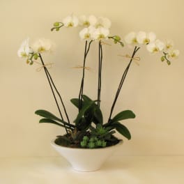 White orchid arrangement in a white bowl planter