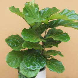 Fiddle Leaf Fig