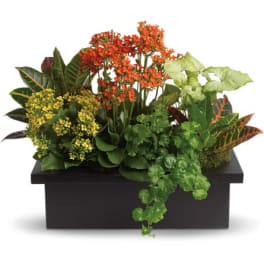 Mixed potted plants in a black rectangular planter with orange and yellow blooms