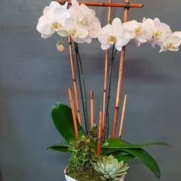 White phalaenopsis orchid and succulents in a white bowl with vertical bamboo stakes