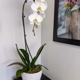 White orchid plant in a white ceramic pot on a black stand