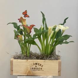 Calla Lily Garden box by Westford Florist Floral Art by Veny