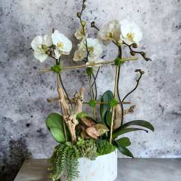 White orchids in a white vase with succulents and driftwood