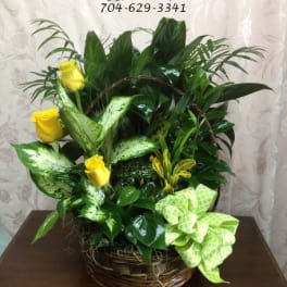 Basket arrangement with yellow roses and assorted green foliage