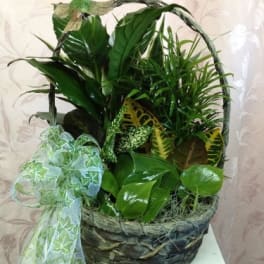 Basket of assorted green houseplants with a decorative ribbon