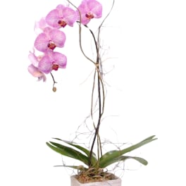 Pink orchid plant in a square white pot