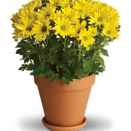Yellow daisies in a terracotta pot with a saucer