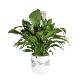 Spathiphyllum Plant