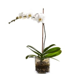 White orchid plant in a glass vase with pebbles