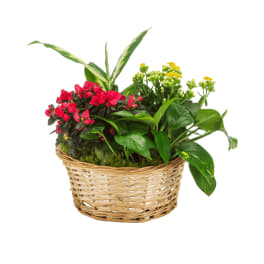 Mixed Plant Blooming Plant Basket - DESIGNERS CHOICE
