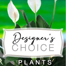 Florist Choice Green Plants