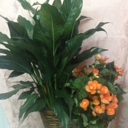 Potted green plant with orange flowers in a woven basket